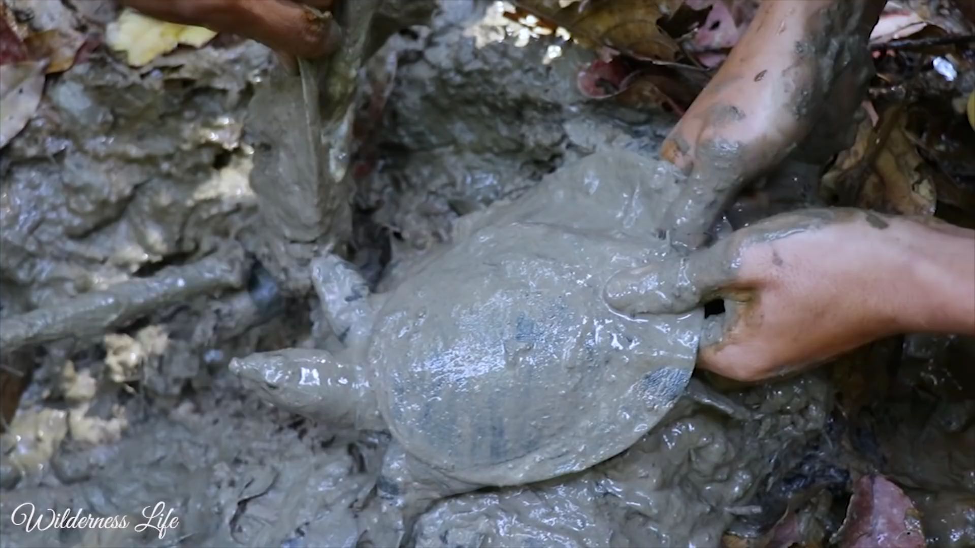 高清实拍:在野外森林里找到一只可以做饭吃的乌龟